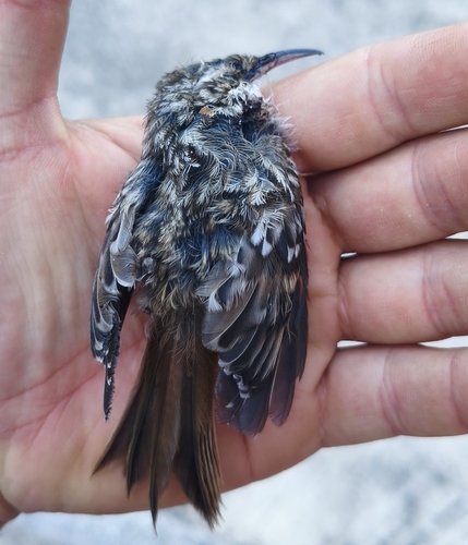 Short-toed Treecreeper