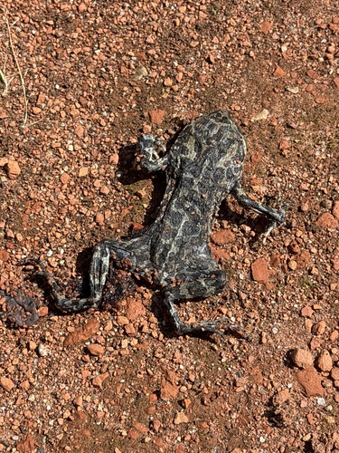 Green Toad