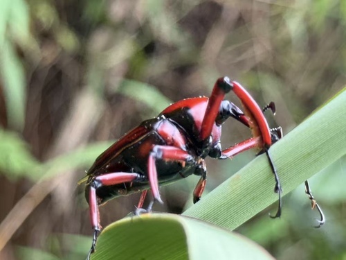 Cyrtotrachelus rufopectinipes