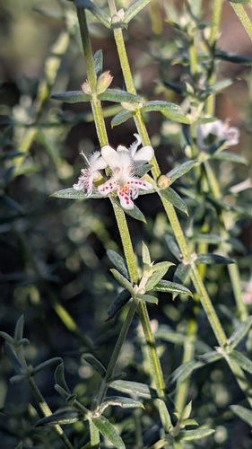 stiff westringia