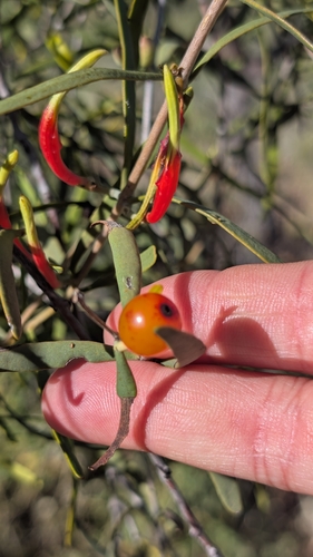 Harlequin Mistletoe