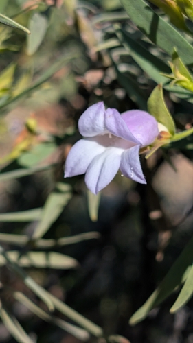 Limestone Fuchsia