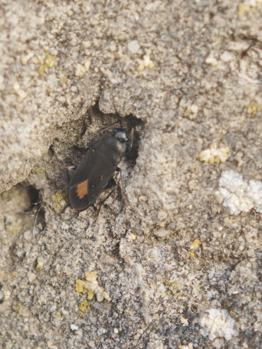 Aphanus rolandri