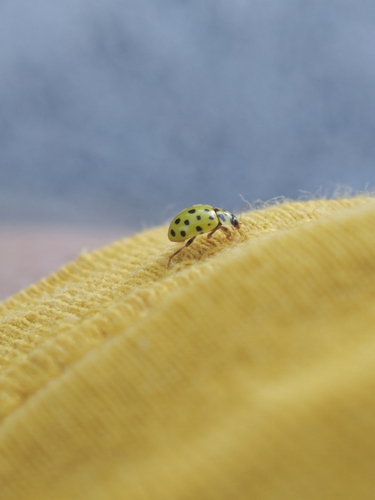 22-spot Ladybird