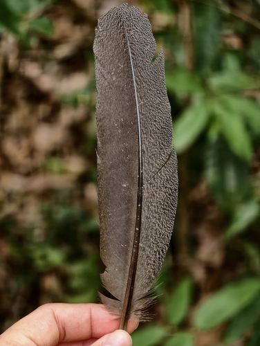 Kalij Pheasant