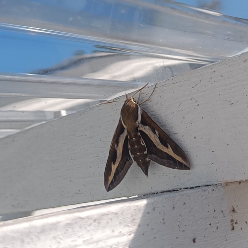 Bedstraw Hawkmoth
