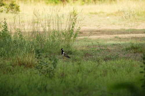 Red-wattled Lapwing