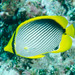 Blackback Butterflyfish - Photo (c) Ian Shaw, all rights reserved, uploaded by Ian Shaw