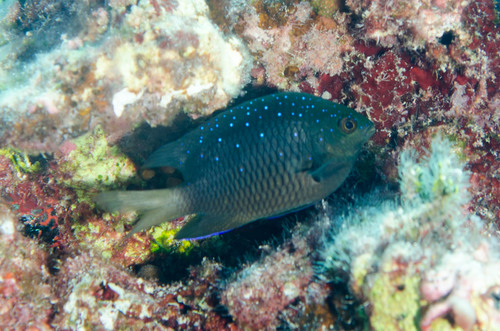 Jewel Damsel