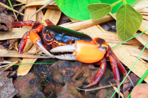 Family Potamidae · iNaturalist