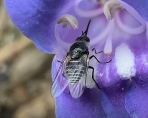 iNaturalist observation photo of Apolysis