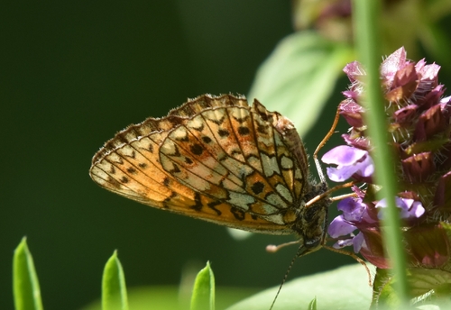 Eurasian Silver-bordered Fritillary