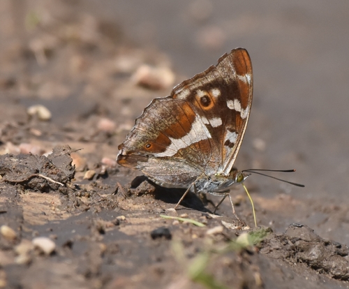 Purple Emperor