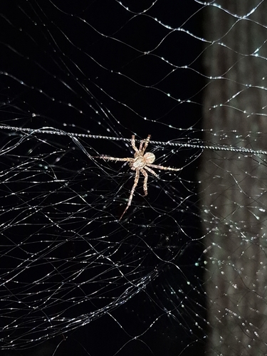Cross Orbweaver