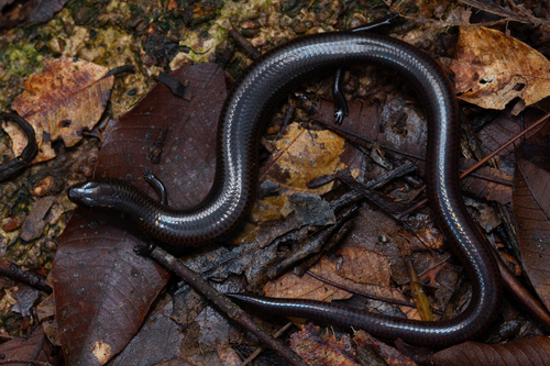 Uluguru fossorial skink