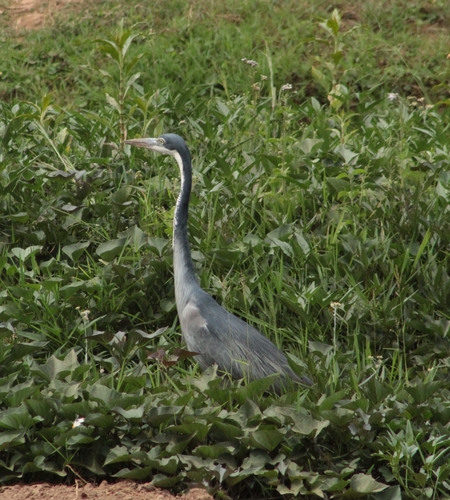 Black-headed Heron