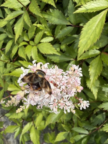 Phasia hemiptera