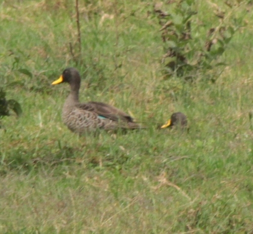 Yellow-billed Duck