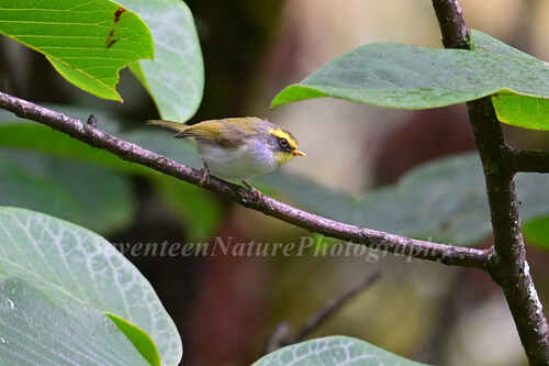 Black-faced Warbler