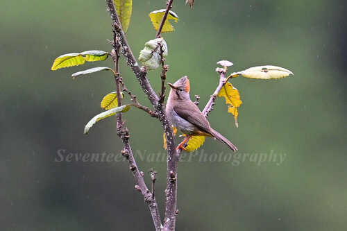 Rufous-vented Yuhina