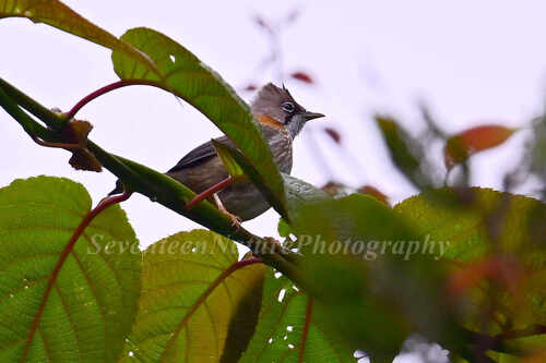 Whiskered Yuhina