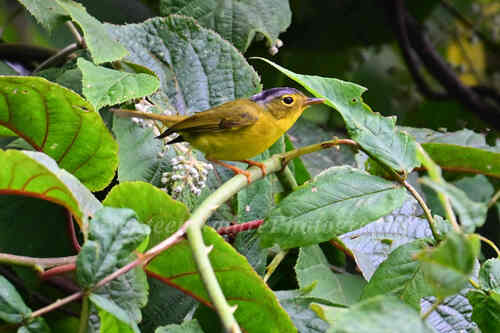 Gray-crowned Warbler