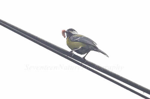 Green-backed Tit