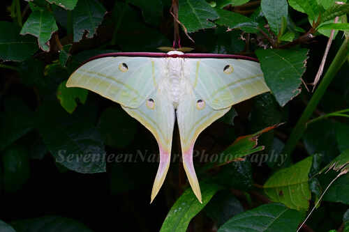 Indian Moon Moth