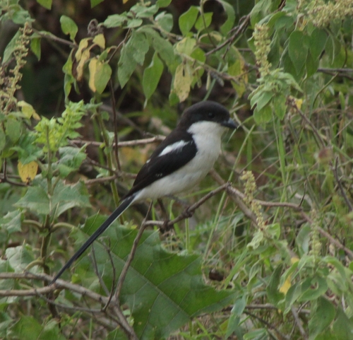 Northern Fiscal