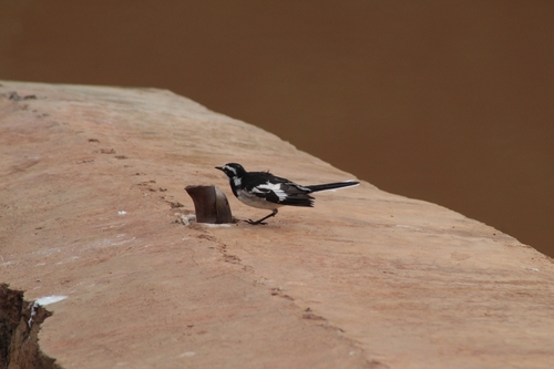 African Pied Wagtail