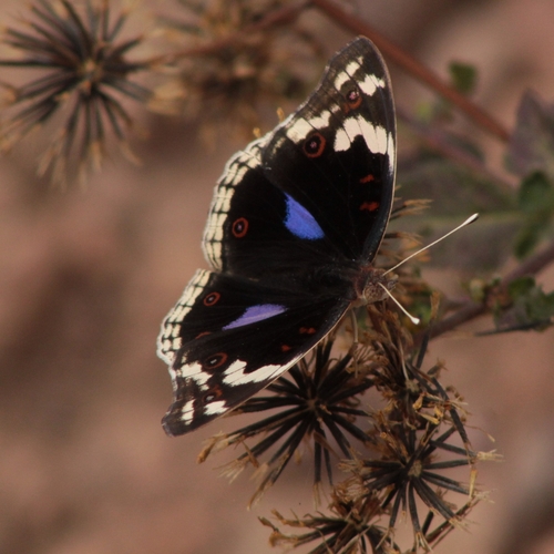 Blue-spot Pansy