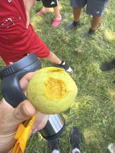eastern black walnut