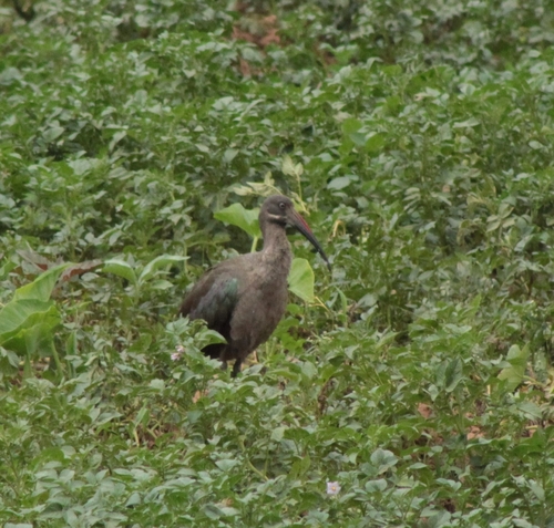 Hadada Ibis