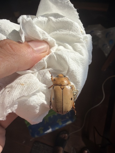 Grapevine Beetle