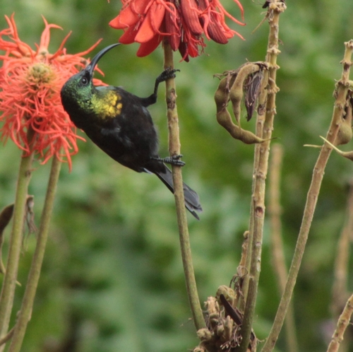 Bronze Sunbird