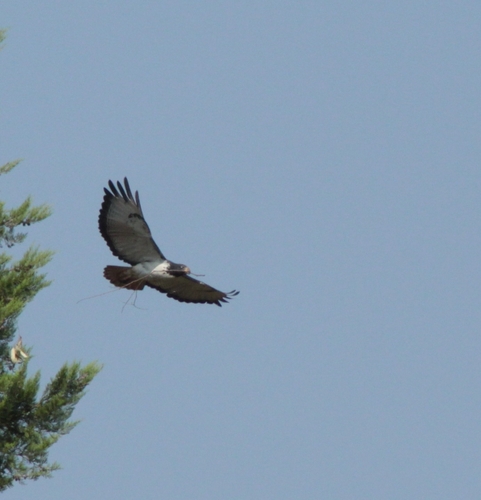 Augur Buzzard