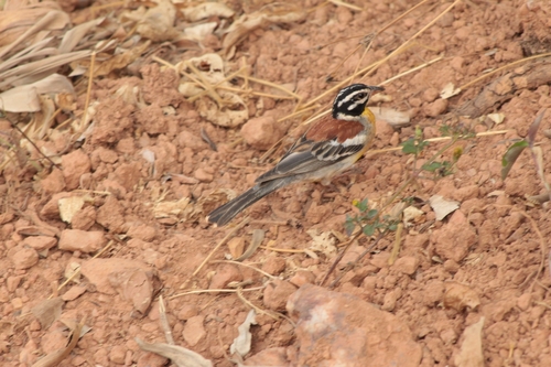 Golden-breasted Bunting