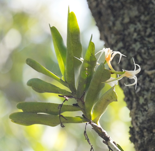 Cyrtorchis chailluana
