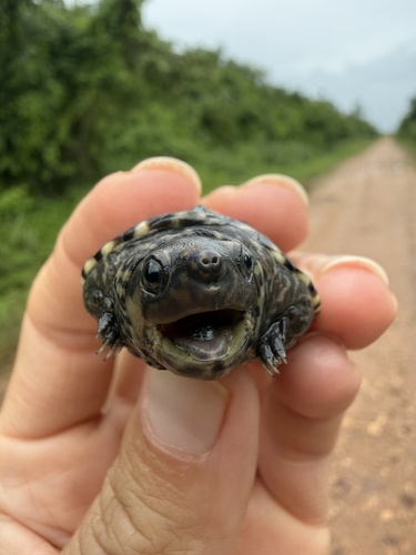 Mexican Giant Musk Turtle