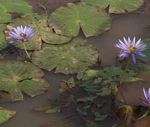 Day Waterlily