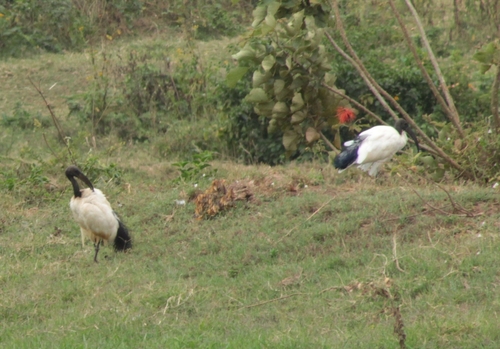 African Sacred Ibis