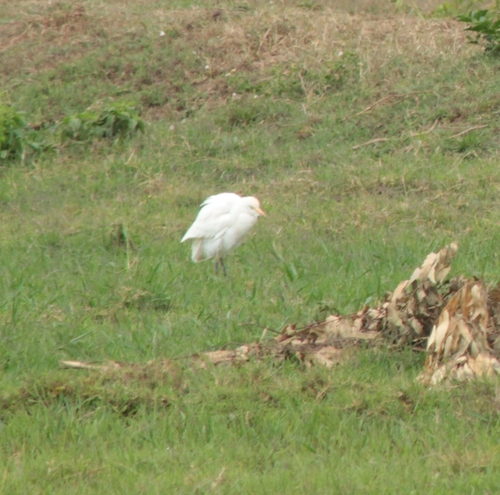 Western Cattle-Egret