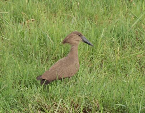 Hamerkop