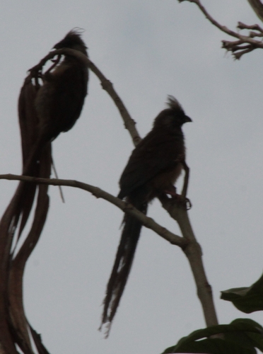 Speckled Mousebird