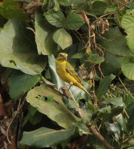 Brimstone Canary