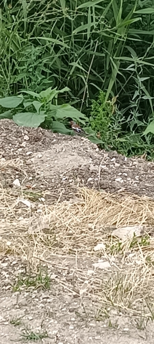 Common Chaffinch