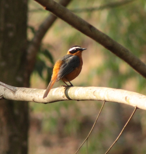 White-browed Robin-Chat