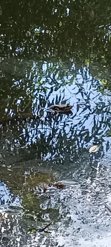 Marsh Frog