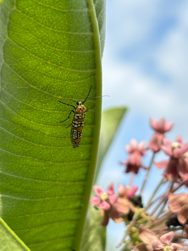 iNaturalist observation photo of Ailanthus Webworm Moth