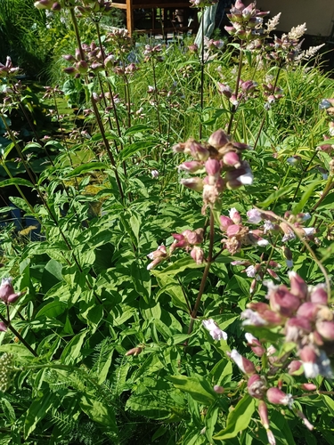common soapwort